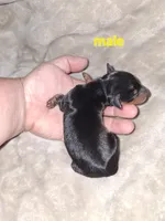 Harlequin Pinscher male, a male Miniature Pinscher for sale in Ocala, FL – 2 of 6