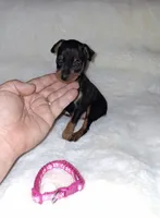Blk/ rust F 💓, a female Miniature Pinscher for sale in Ocala, FL – 4 of 6