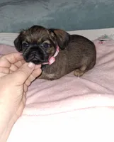 Belge (smooth) 💖, a female Brussels Griffon for sale in Ocala, FL – 6 of 6