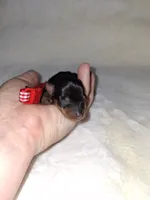 Black and rust ❤️, a female Miniature Pinscher for sale in Ocala, FL – 4 of 6
