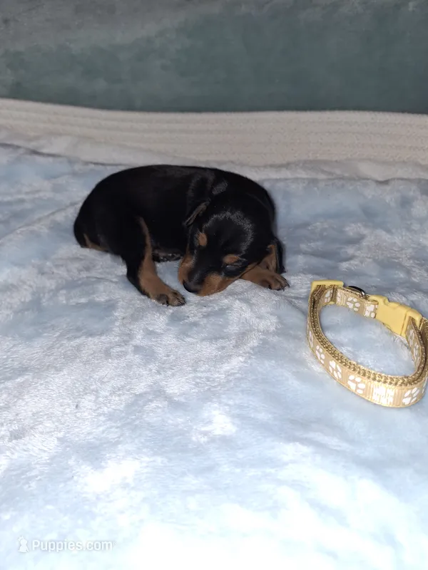 Black/ rust M🥇 – Miniature Pinscher puppy for sale in Ocala, FL