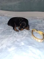 Black/ rust M🥇, a male Miniature Pinscher for sale in Ocala, FL – 1 of 8