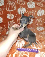 Blue/ tan F 💜, a female Miniature Pinscher for sale in Ocala, FL – 3 of 10