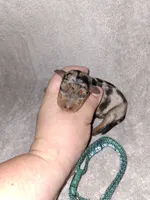 Black merle M 💚, a male Miniature Pinscher for sale in Ocala, FL – 3 of 5