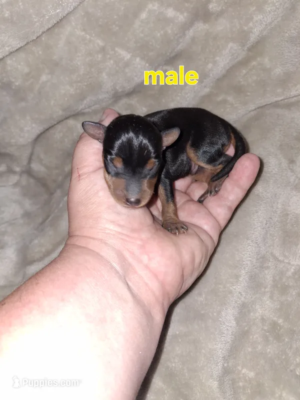 Harlequin Pinscher male – Miniature Pinscher puppy for sale in Ocala, FL