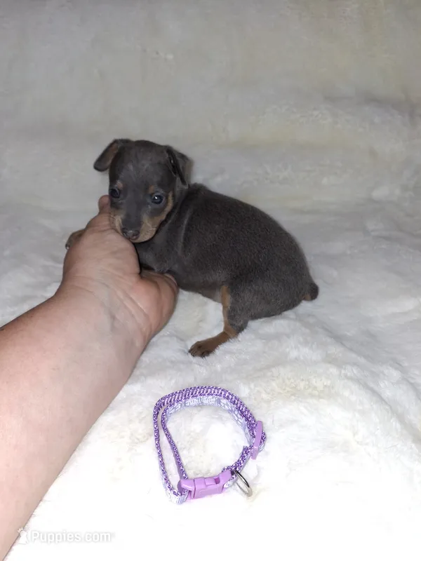 Blue/ tan F 💜 – Miniature Pinscher puppy for sale in Ocala, FL