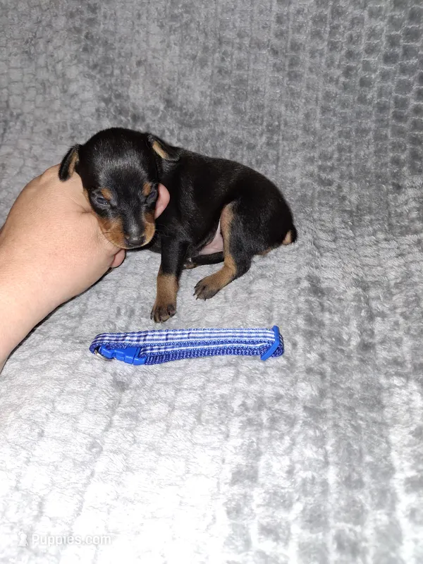 Black/ rust M 💙 – Miniature Pinscher puppy for sale in Ocala, FL