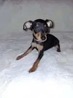 AKC Black M 🤎, a male Miniature Pinscher for sale in Ocala, FL – 4 of 10