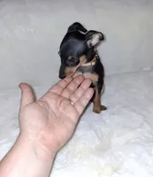 AKC Black M 🤎, a male Miniature Pinscher for sale in Ocala, FL – 3 of 10