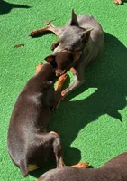 Black/ rust M 💛, a male Miniature Pinscher for sale in Ocala, FL – 6 of 9