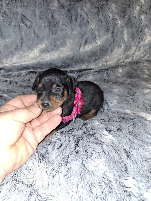 AKC black F 🩷 – Miniature Pinscher puppy for sale in Ocala, FL