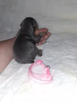 Harlequin Pinscher F, a female Miniature Pinscher for sale in Ocala, FL – 9 of 9