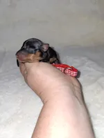 Black and rust ❤️, a female Miniature Pinscher for sale in Ocala, FL – 2 of 6