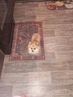 Coming soon!!, a  Pomeranian and Maltipom for sale in Ocala, FL – 7 of 7
