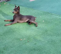 Blue/ tan F 💜, a female Miniature Pinscher for sale in Ocala, FL – 5 of 7