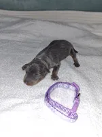 Blue/ tan F 💜, a female Miniature Pinscher for sale in Ocala, FL – 2 of 5