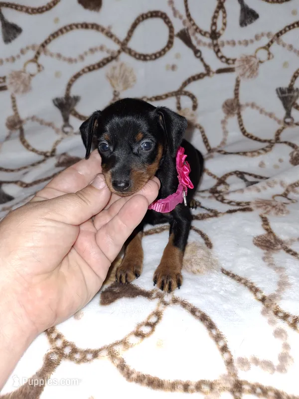 AKC black F 🩷 – Miniature Pinscher puppy for sale in Ocala, FL