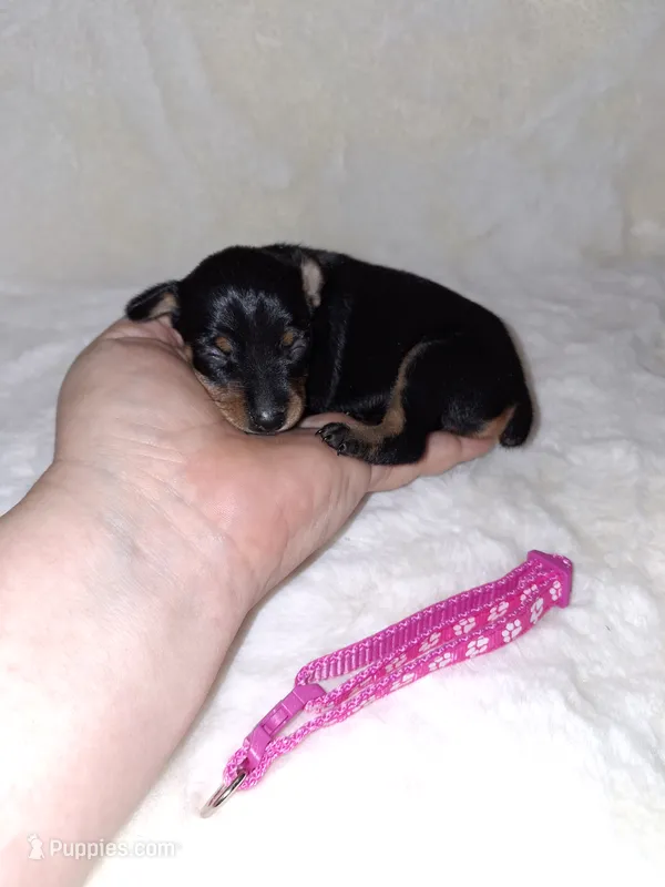 Black/ rust 🩷 – Miniature Pinscher puppy for sale in Ocala, FL