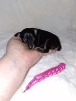 Black/ rust 🩷, a female Miniature Pinscher for sale in Ocala, FL – 1 of 9
