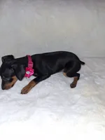 AKC black F 🩷, a female Miniature Pinscher for sale in Ocala, FL – 4 of 7