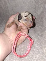 Black merle F 🧡, a female Miniature Pinscher for sale in Ocala, FL – 4 of 5