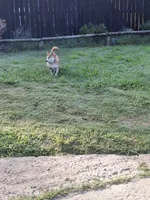 Nala, a female Shiba Inu for sale in Ocala, FL – 5 of 7