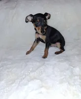 AKC Black M 🤎, a male Miniature Pinscher for sale in Ocala, FL – 2 of 10