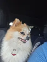 Coming soon!!, a  Pomeranian and Maltipom for sale in Ocala, FL – 3 of 7