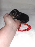 AKC black F ❤️, a female Miniature Pinscher for sale in Ocala, FL – 4 of 6