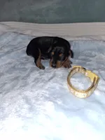 Black/ rust M🥇, a male Miniature Pinscher for sale in Ocala, FL – 6 of 8
