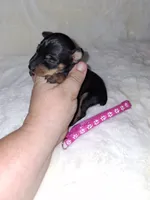 Black/ rust 🩷, a female Miniature Pinscher for sale in Ocala, FL – 4 of 9