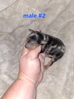 Black merle M, a male Miniature Pinscher for sale in Ocala, FL – 3 of 6