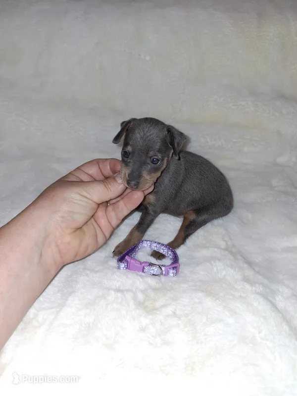 Blue/ tan F 💜 – Miniature Pinscher puppy for sale in Ocala, FL