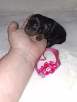 AKC black F 🩷, a female Miniature Pinscher for sale in Ocala, FL – 2 of 7