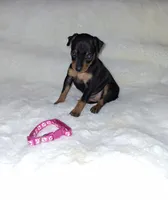 Blk/ rust F 💓, a female Miniature Pinscher for sale in Ocala, FL – 3 of 6