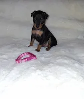 Blk/ rust F 💓, a female Miniature Pinscher for sale in Ocala, FL – 2 of 6