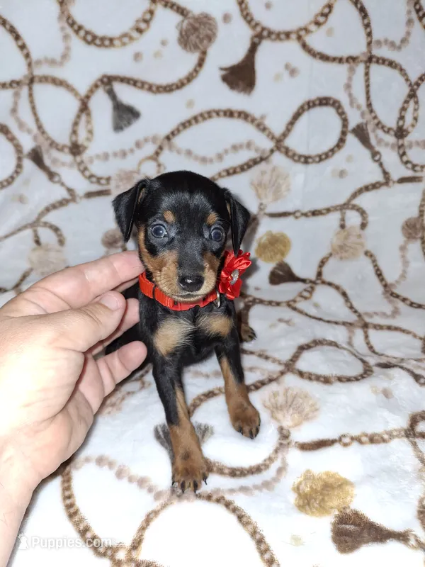 AKC black F ❤️ – Miniature Pinscher puppy for sale in Ocala, FL
