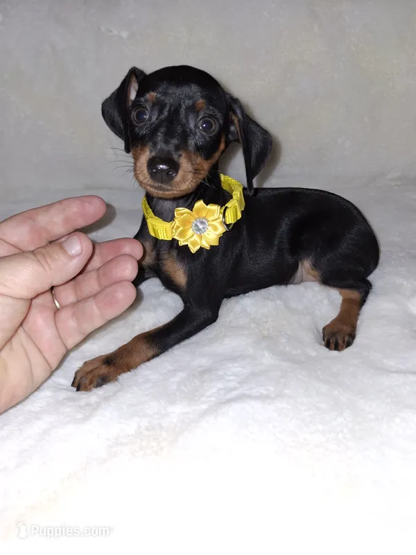 AKC Black M 💛 – Miniature Pinscher puppy for sale in Ocala, FL