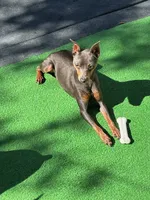 Black/ rust M 🧡, a male Miniature Pinscher for sale in Ocala, FL – 8 of 9
