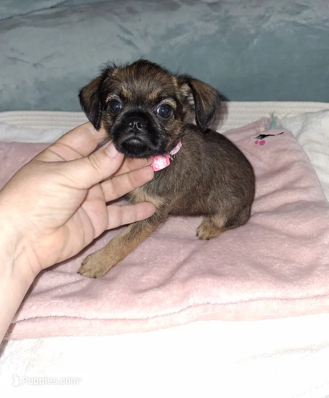 Belge (smooth) 💖 – Brussels Griffon puppy for sale in Ocala, FL