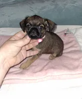 Belge (smooth) 💖, a female Brussels Griffon for sale in Ocala, FL – 1 of 6