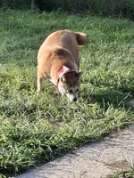 Nala, a female Shiba Inu for sale in Ocala, FL – 3 of 7
