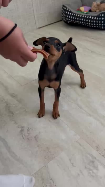 Black/ rust M 💛, a male Miniature Pinscher for sale in Ocala, FL – 9 of 9