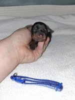 Black/ rust M 💙, a male Miniature Pinscher for sale in Ocala, FL – 3 of 7