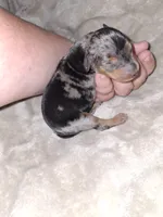 Black merle M, a male Miniature Pinscher for sale in Ocala, FL – 4 of 6
