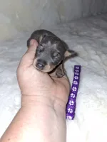 Blue/ tan F 💜, a female Miniature Pinscher for sale in Ocala, FL – 2 of 7