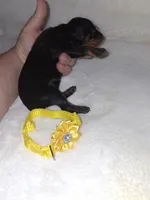 AKC Black M 💛, a male Miniature Pinscher for sale in Ocala, FL – 2 of 7