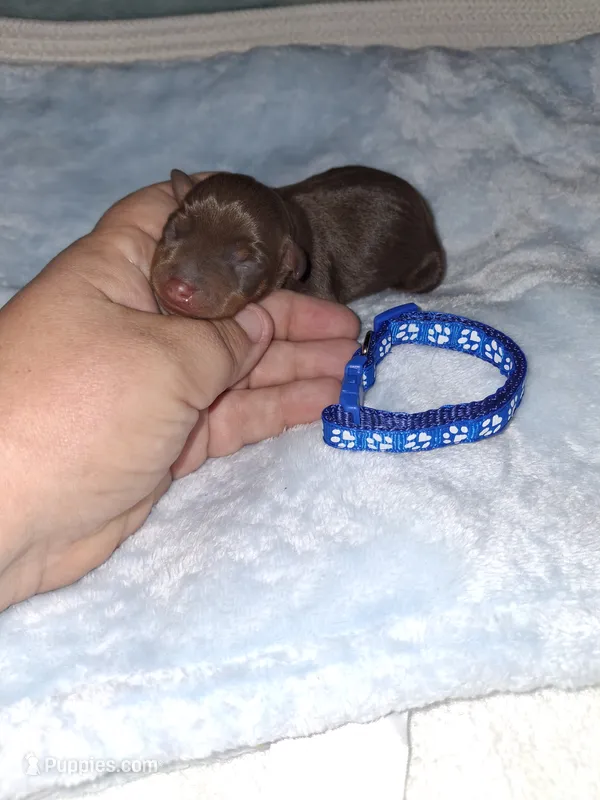 Chocolate M 💙 – Miniature Pinscher puppy for sale in Ocala, FL