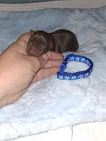 Chocolate M 💙, a male Miniature Pinscher for sale in Ocala, FL – 1 of 6