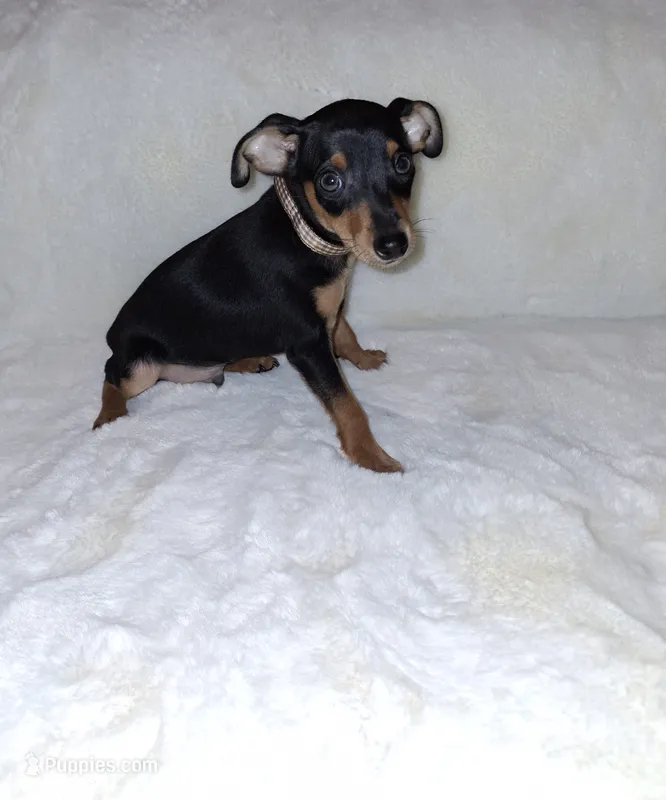 AKC Black M 🤎 – Miniature Pinscher puppy for sale in Ocala, FL